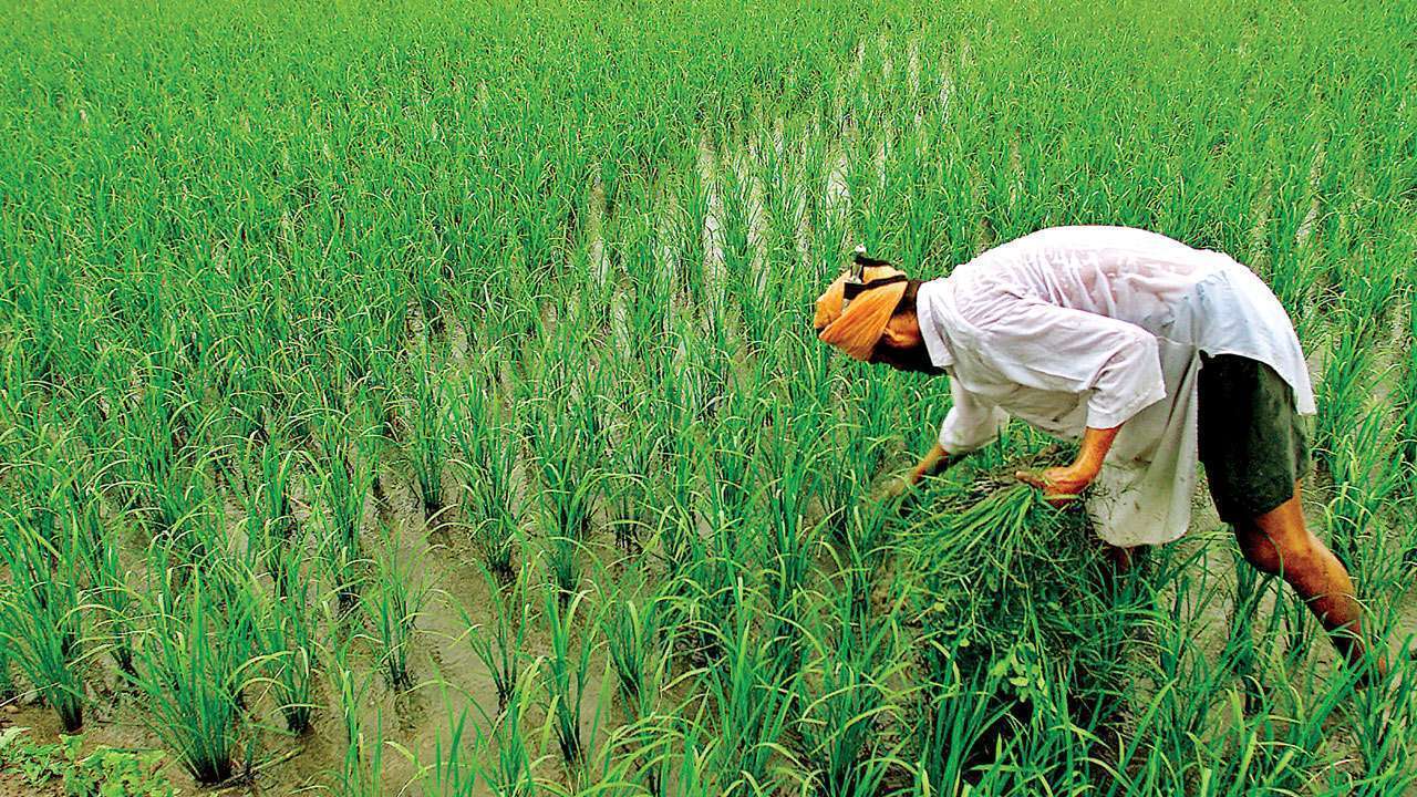 Good news for Gujarat farmers! The government announced the support prices of these 4 crops; Know when registration will start