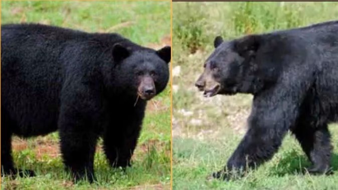 Salute to the bravery of the daughter! A 14-year-old daughter bathed with a bear to save her father