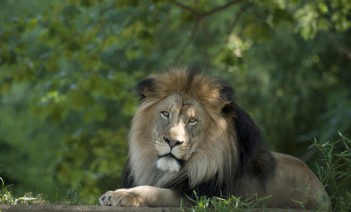 Khakhidhari will protect the forest and lions! Such a security shield was prepared