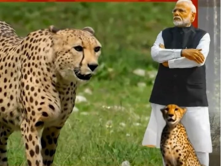 8 African Cheetahs Named! Narendra Modi also named one
