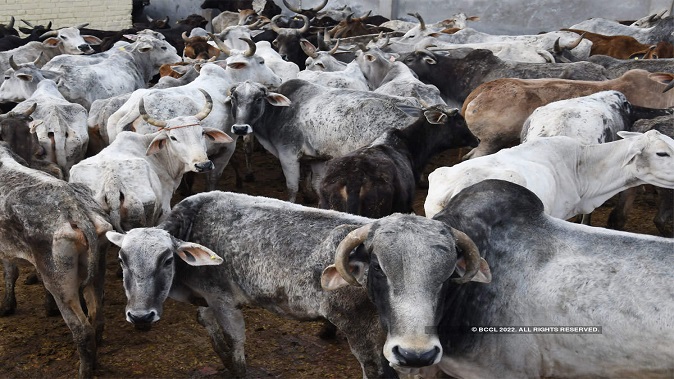 Will the cattle control law be withdrawn? The vendors held a meeting with the Chief Minister