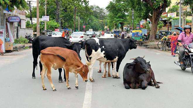 In the case of stray cattle, the High Court took a crack at the government! Said: measures only on paper, do not want accidents at festivals