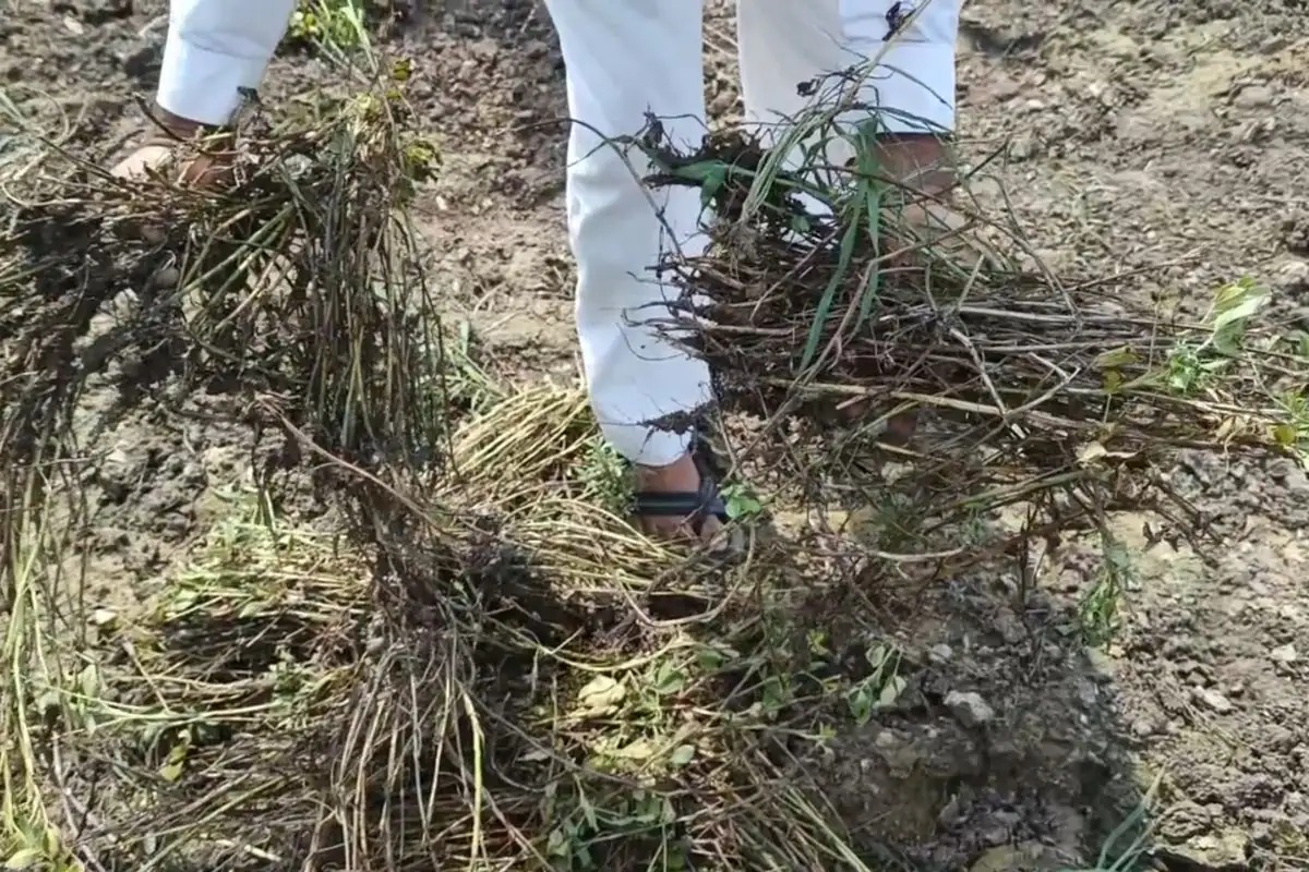 With the crop ready in Gir Panthak, the clouds of worry fell on the farmers! Unseasonal rain fell everywhere