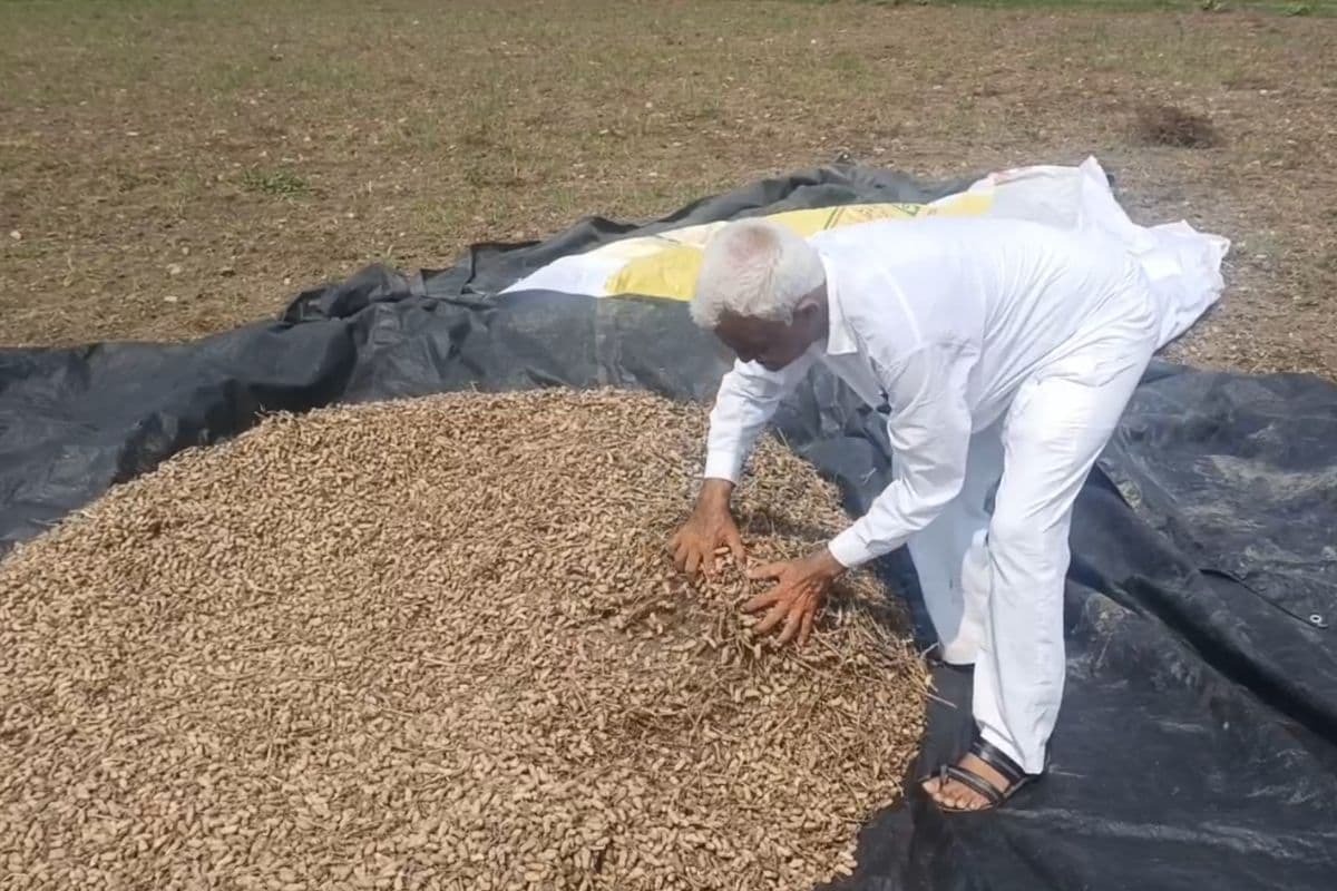 With the crop ready in Gir Panthak, the clouds of worry fell on the farmers! Unseasonal rain fell everywhere