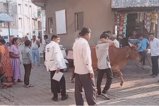 A middle-aged man who was going to the shop in Bhavnagar was attacked by cattle! A lot of anger among the local people who died