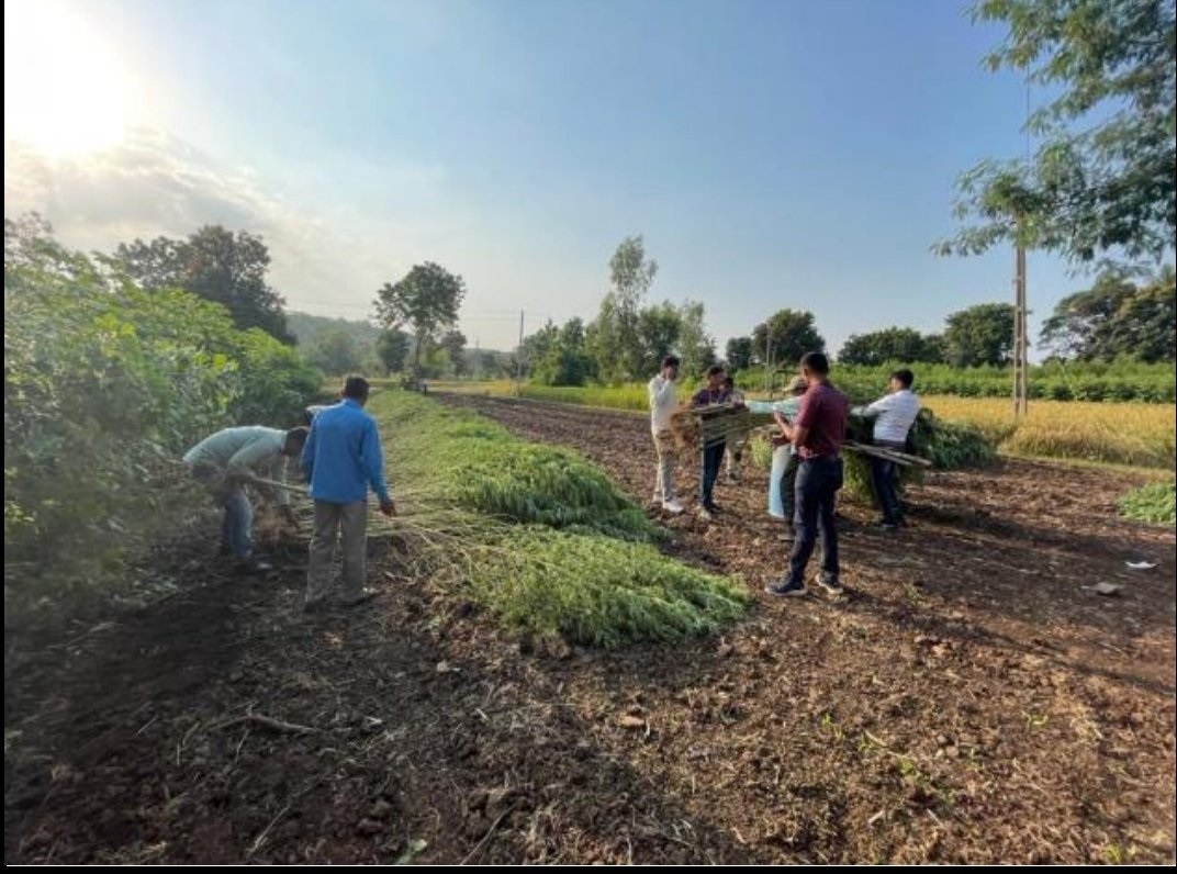 The largest ganja plantation of the state was caught from this district of Gujarat! Police arrested 2 with the amount of 2 crore 27 lakh