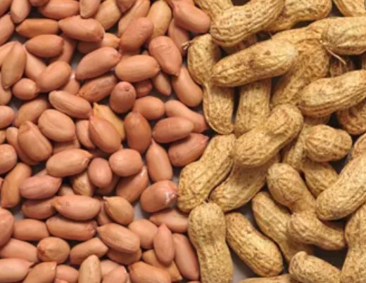 Gir Somnath yard overflowed with peanuts! Farmers are getting a price of up to 1400 rupees