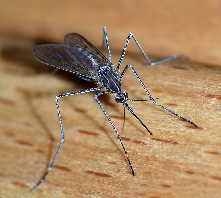 This information is interesting! Mosquitoes Don't Bite Many People: Reasons Why Something Is So
