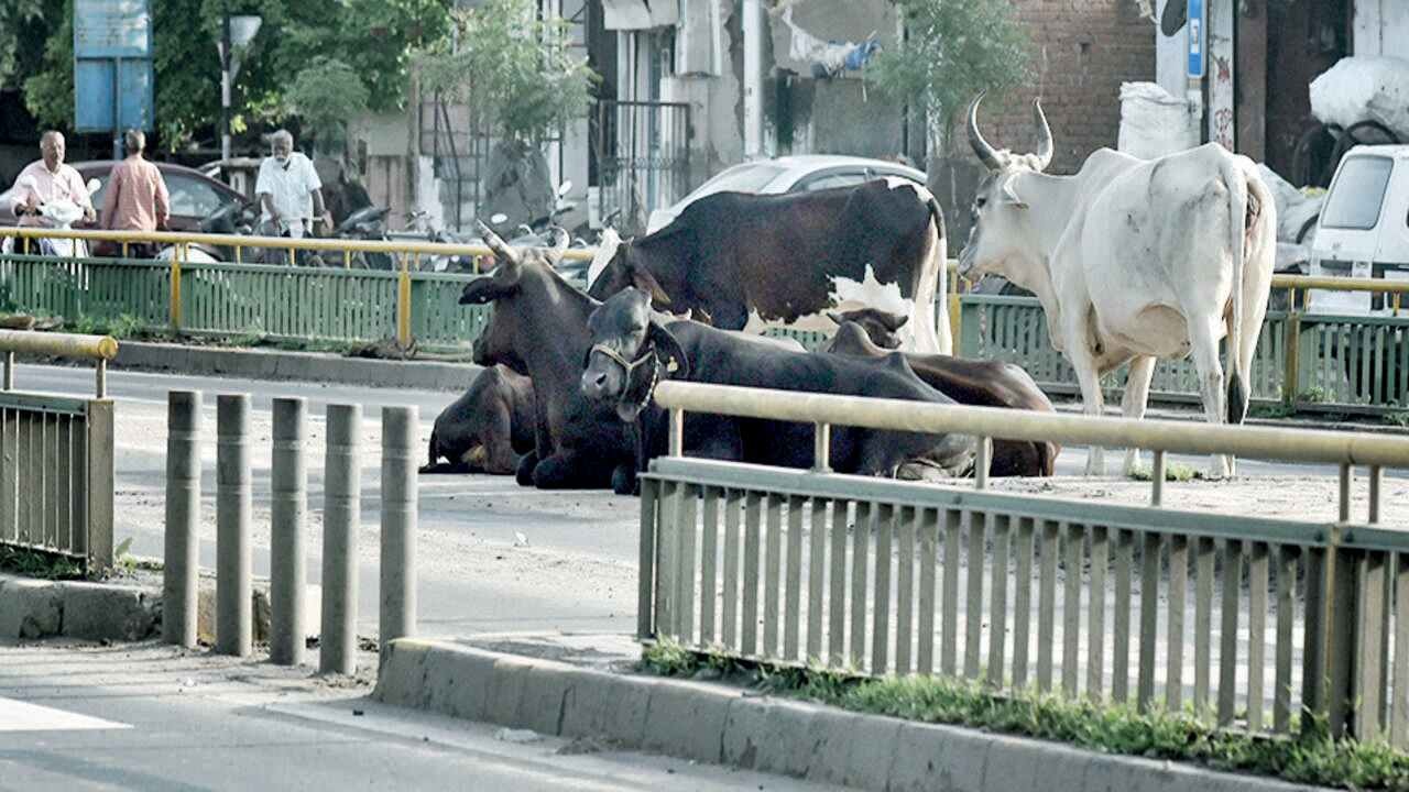 AMC pays Rs 5 lakh compensation to family of youth who died after being run over by stray cattle