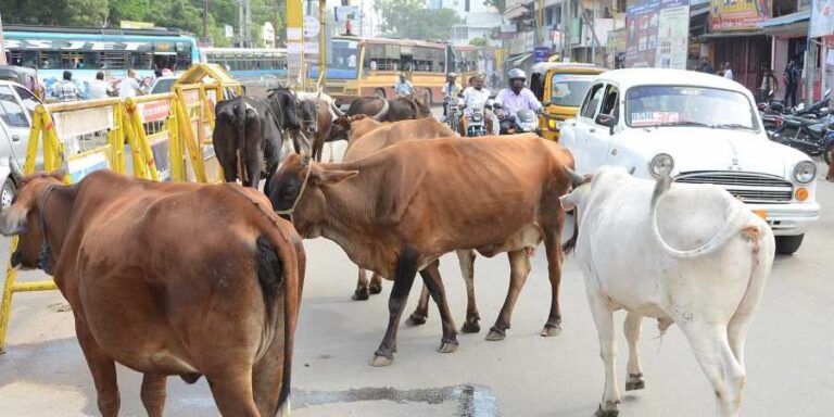 AMC pays Rs 5 lakh compensation to family of youth who died after being run over by stray cattle