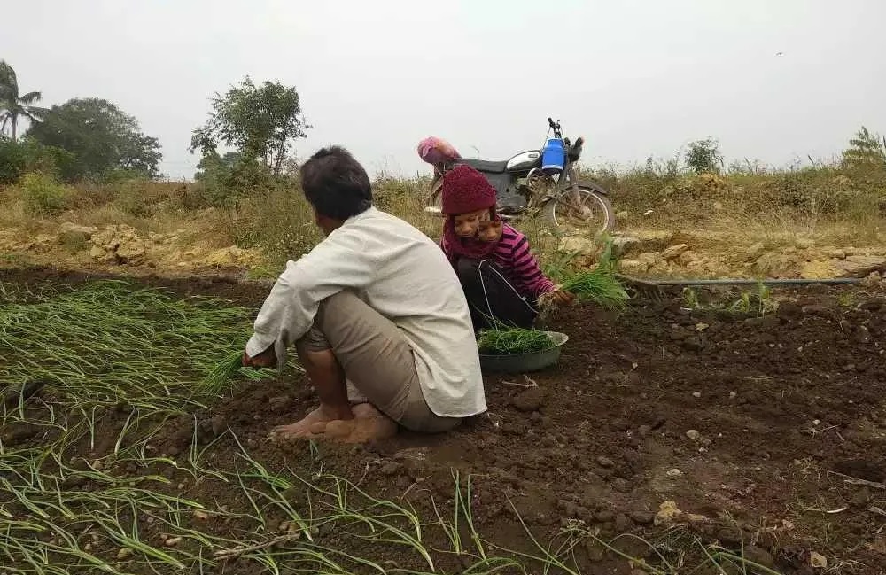 In Bhavnagar and Mahuva Panthak, which is called the home of onion, onion was planted in abundance