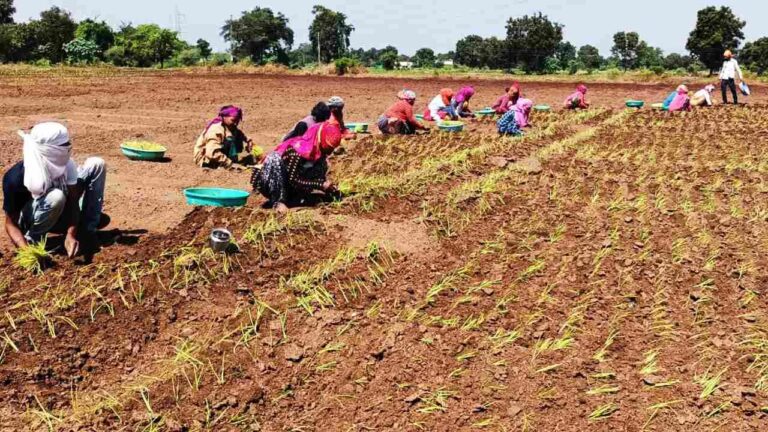 In Bhavnagar and Mahuva Panthak, which is called the home of onion, onion was planted in abundance