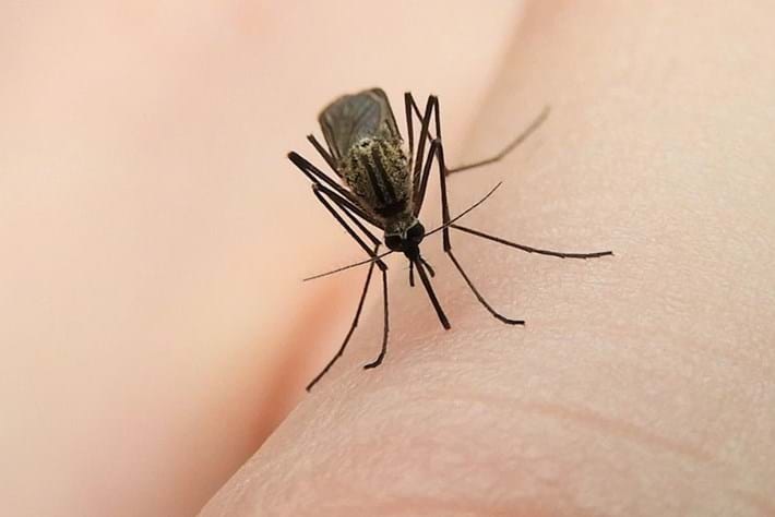 The prisoner reached the court filled with mosquitoes in a bottle! Make such a request to the judge