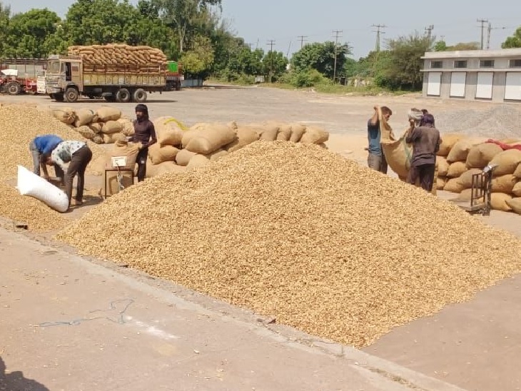 Bumper income of groundnut in Rajkot marketing yard! 1.35 lakh times income in a single day
