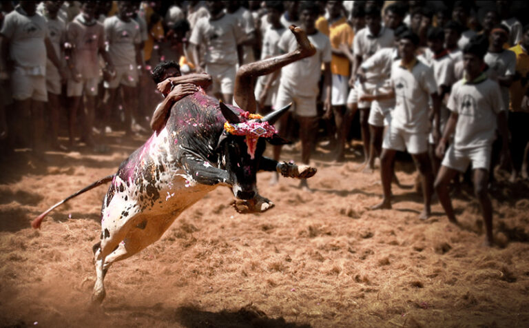 Preparations for the Jallikattu festival are in full swing, the sport starting in January