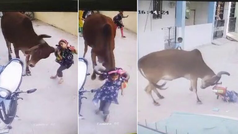 A 6-year-old girl who was returning from school in Jambusar was thrown into the air by a cow, a bag saved her life.
