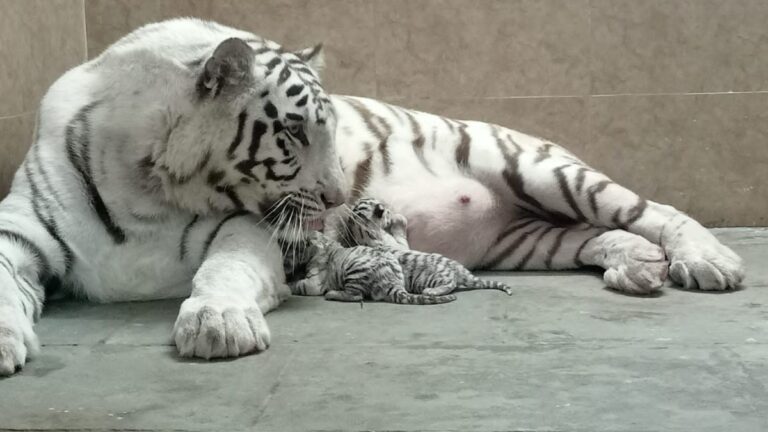 A white tigress gave birth to two baby tigers at the Rajkot zoo, the center of attraction