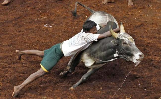 Preparations for the Jallikattu festival are in full swing, the sport starting in January