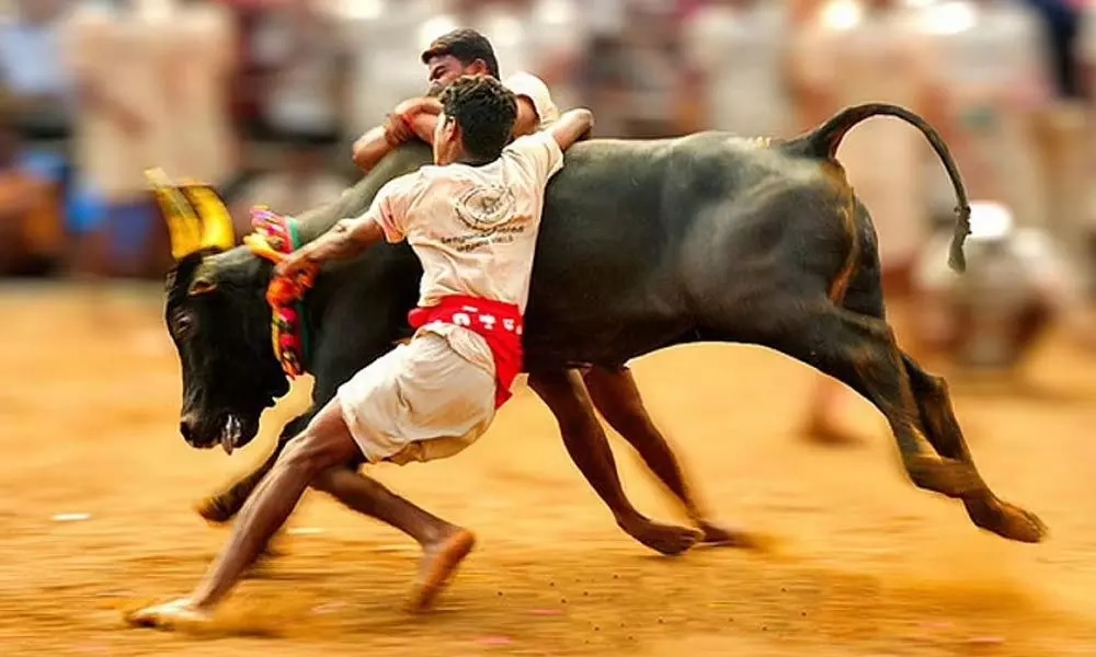 Preparations for the Jallikattu festival are in full swing, the sport starting in January