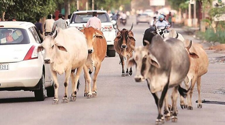 the-torture-of-stray-cattle-in-rajkot-city-continues-the-woman-was-injured-after-running-into-the-police