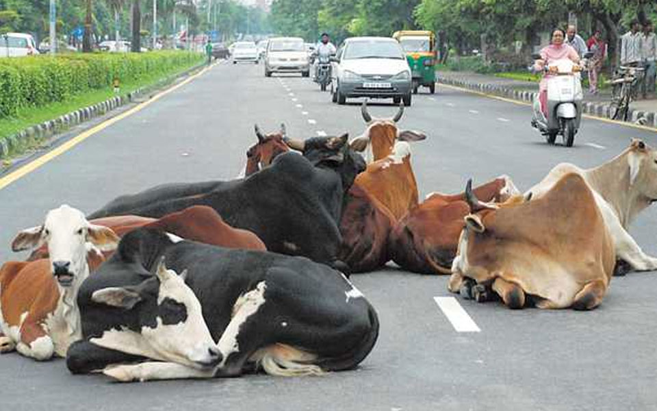 the-torture-of-stray-cattle-in-rajkot-city-continues-the-woman-was-injured-after-running-into-the-police