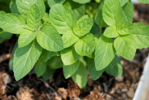 do-not-ignore-these-signs-of-the-basil-plant-unpleasant-things-can-happen