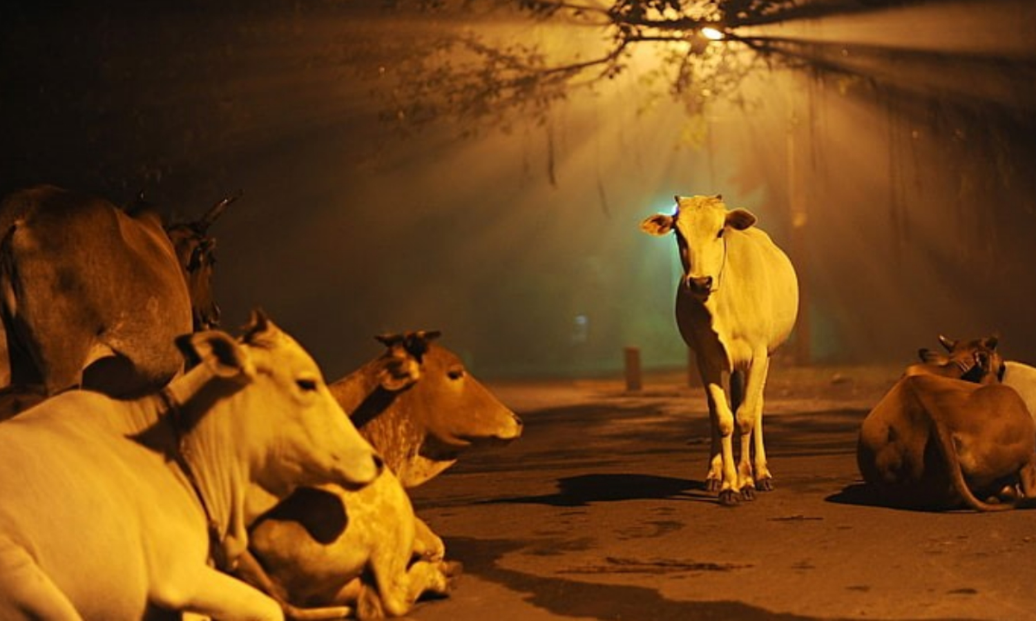 'If the cow goes extinct, the existence of the earth will be in danger' - Gujarat Court comments