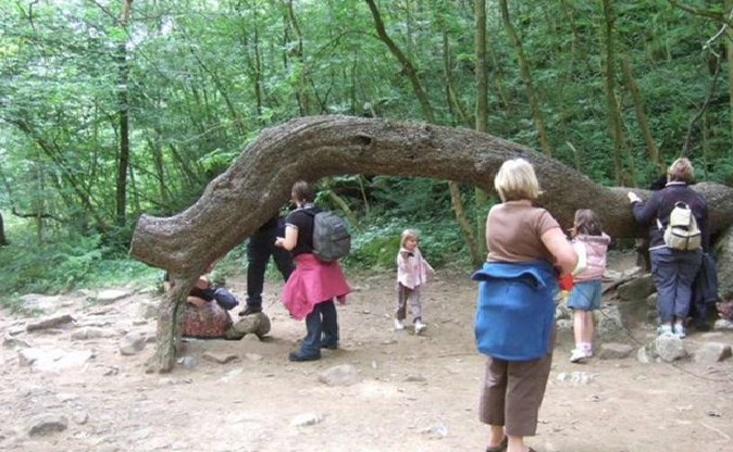 People from all over the world come here to see money growing on this tree