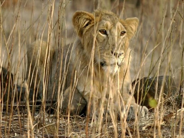 Lion's roar for the first time after independence in Barda sanctuary, forest department's efforts bear fruit