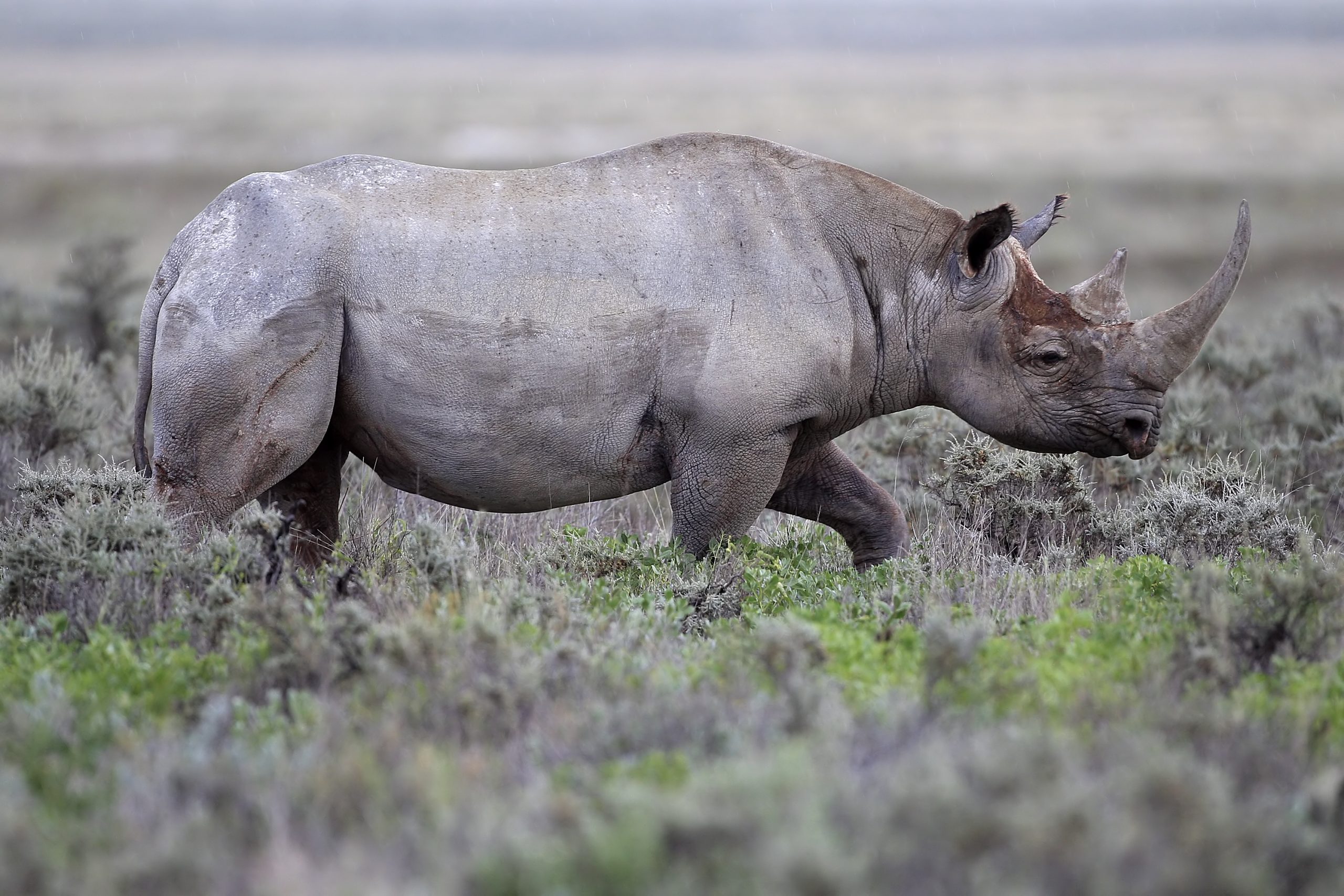 No rhinos poached in Assam for first time in 22 years, only two dead in 2021
