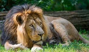 India is becoming the home of lions, the Asiatic lion has been spotted in Barda for the first time since 1879