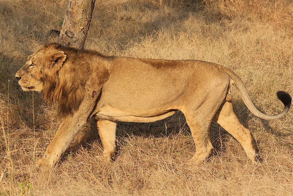 India is becoming the home of lions, the Asiatic lion has been spotted in Barda for the first time since 1879