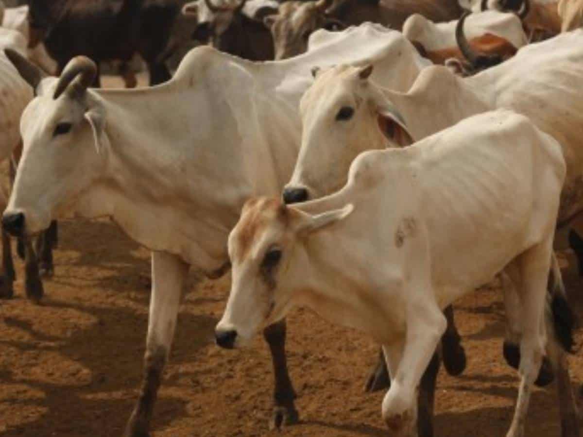 'If the cow goes extinct, the existence of the earth will be in danger' - Gujarat Court comments