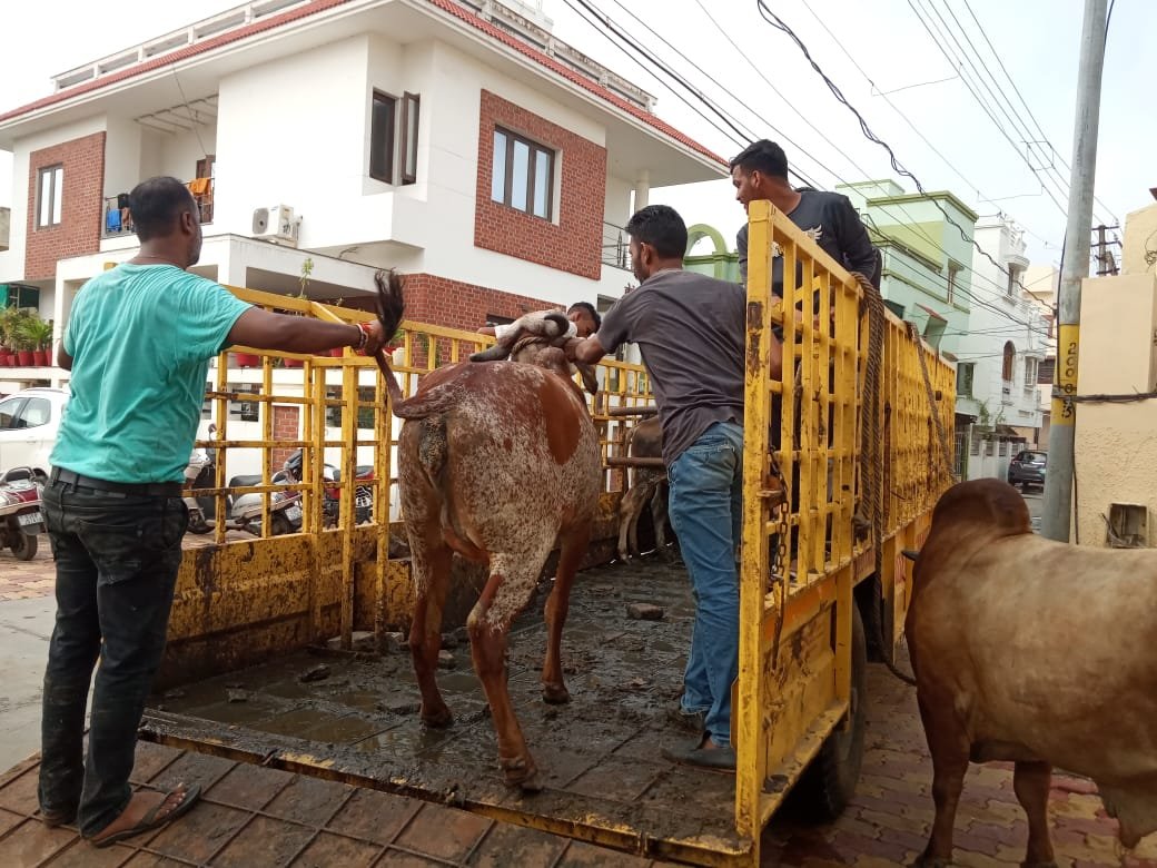 operation-to-catch-stray-cattle-in-vadodara-started-from-early-morning-today-action-intensified-in-four-zones