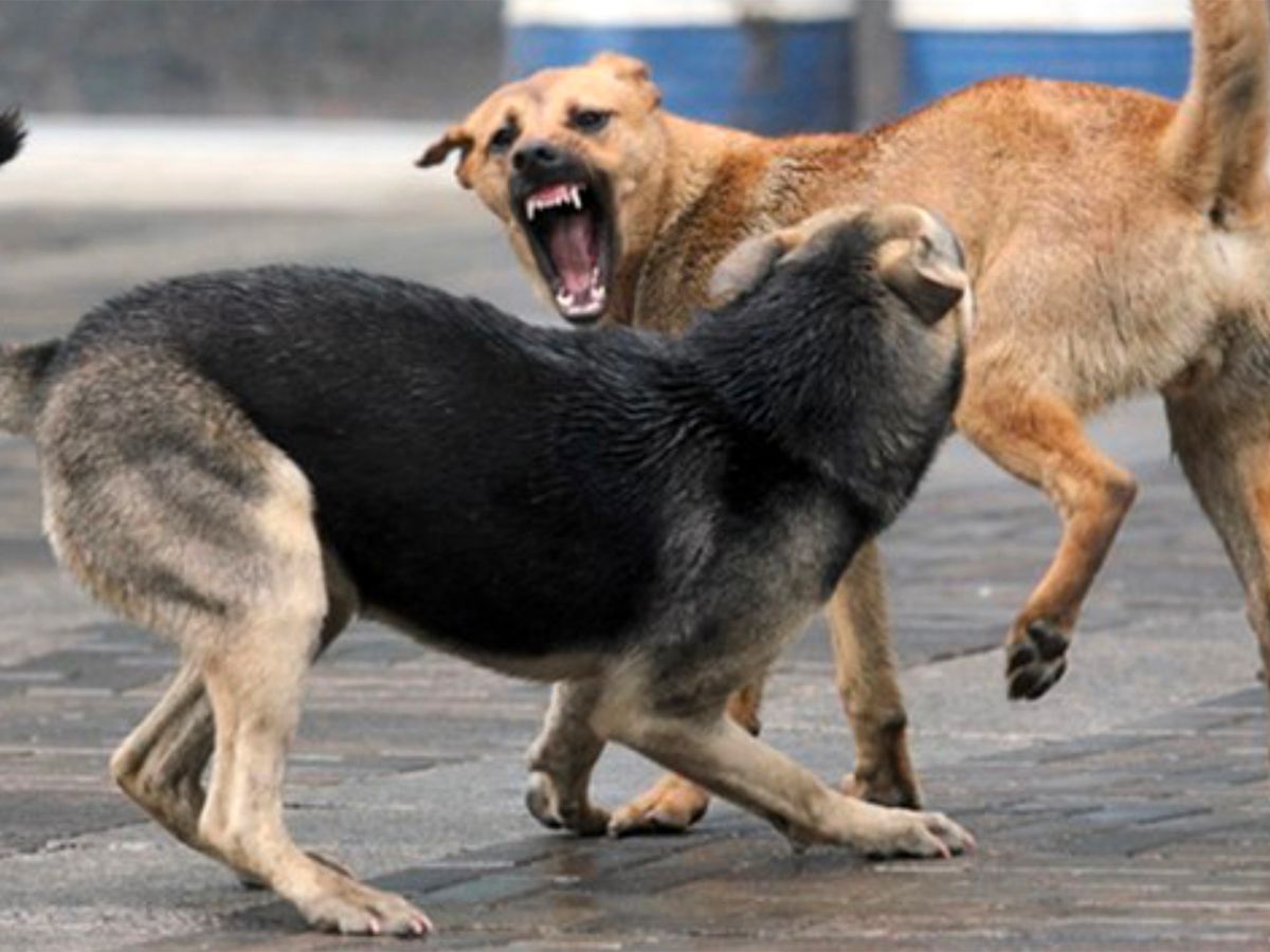 Terror of dogs on the road of Vadodara! Old man attacked by stray dog, shifted to hospital for treatment
