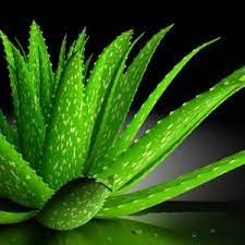 In which diseases is aloe vera useful? Know 5 situations in which its use is beneficial