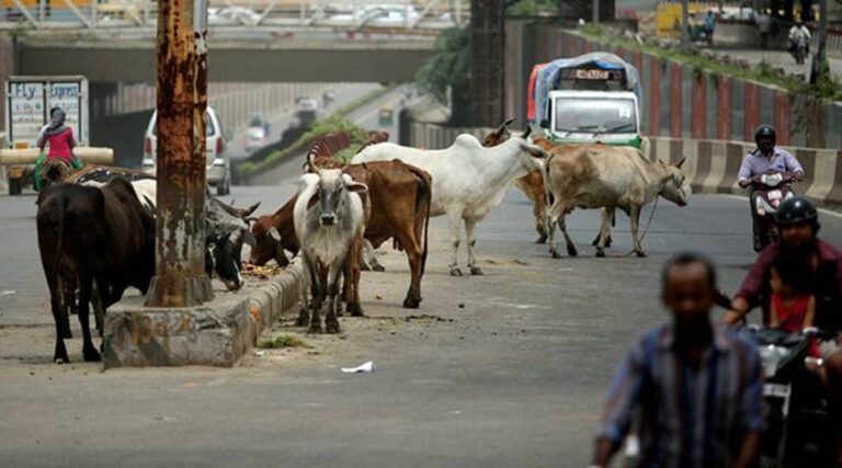 torture-of-stray-cattle-continues-in-vadodara-two-girls-were-hit-and-both-were-seriously-injured