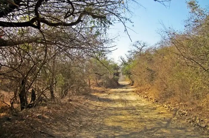 Chandanchor gang of Madhya Pradesh caught from Gir forest of Junagadh