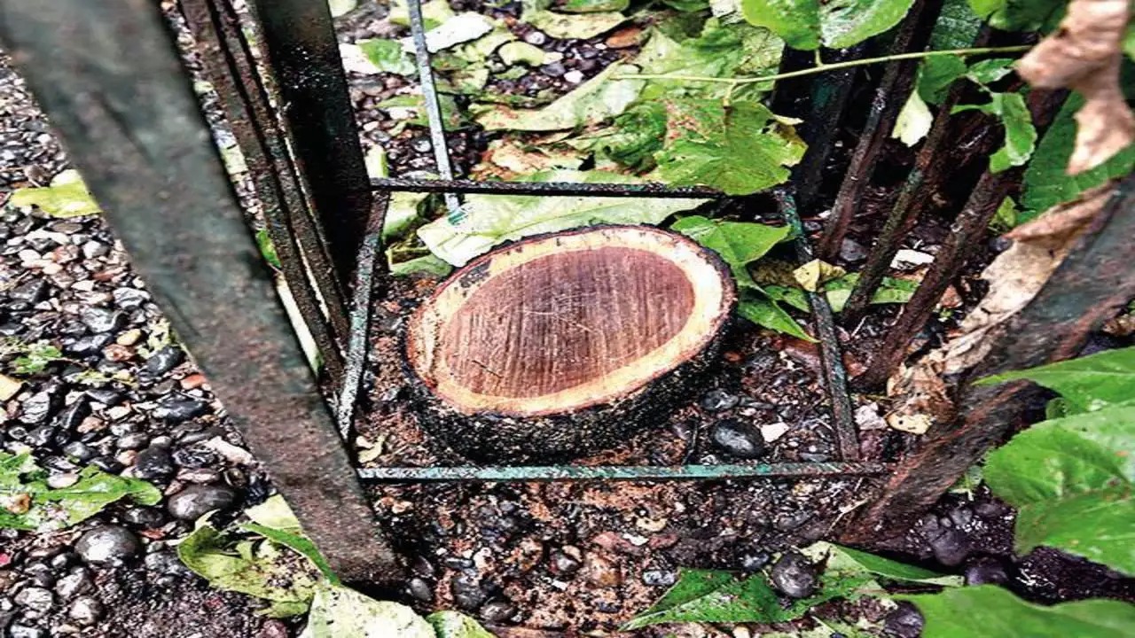 Chandanchor gang of Madhya Pradesh caught from Gir forest of Junagadh