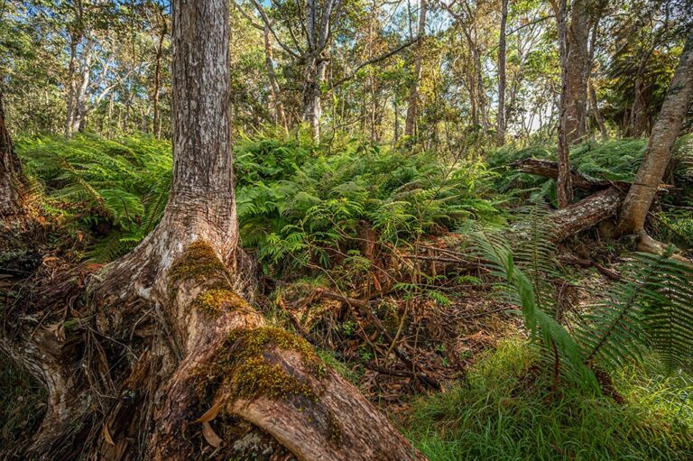 Strange Forests: Learn about the world's strangest yet unique forests…