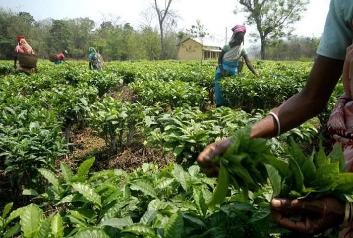 Visit Coorg for a comfortable winter vacation, know how much you can complete the trip in Rs