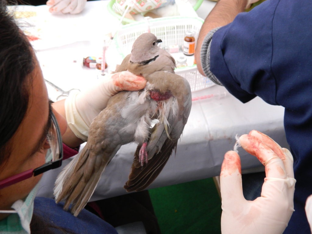 Life-loving organizations became active in saving the lives of injured birds during the Uttarayan festival in Amdava