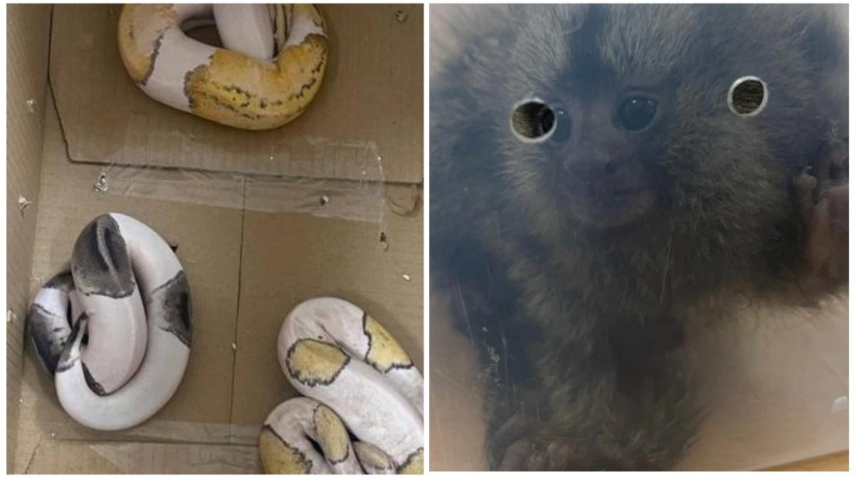 Major action by DRI, 139 rare animals seized in raids; Four accused arrested