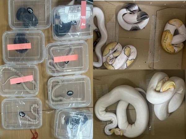 Major action by DRI, 139 rare animals seized in raids; Four accused arrested