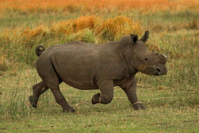 No rhinos poached in Assam for first time in 22 years, only two dead in 2021