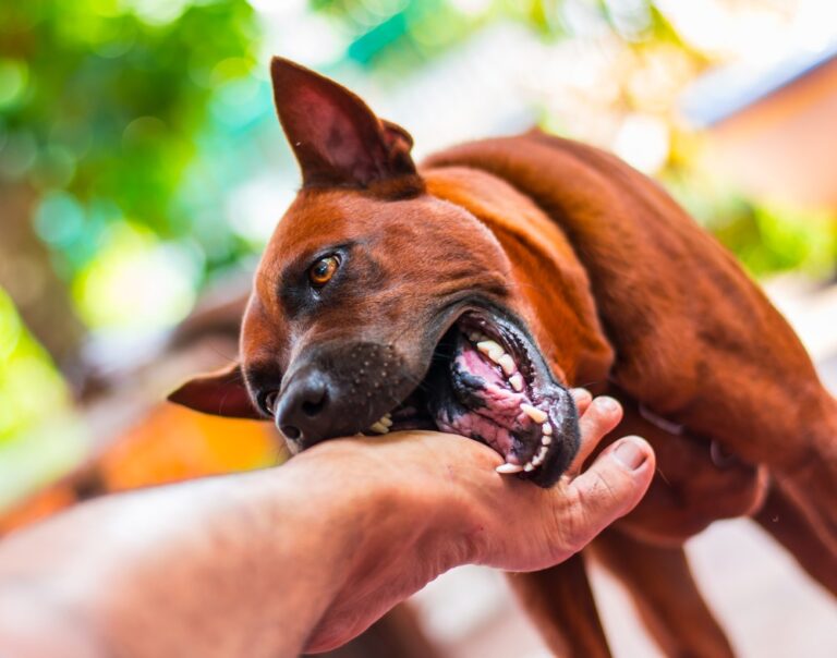 Terror of dogs on the road of Vadodara! Old man attacked by stray dog, shifted to hospital for treatment