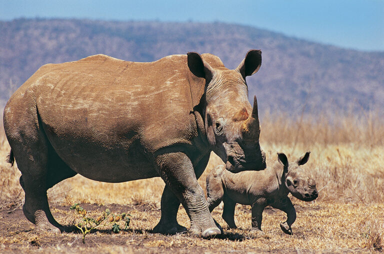 No rhinos poached in Assam for first time in 22 years, only two dead in 2021