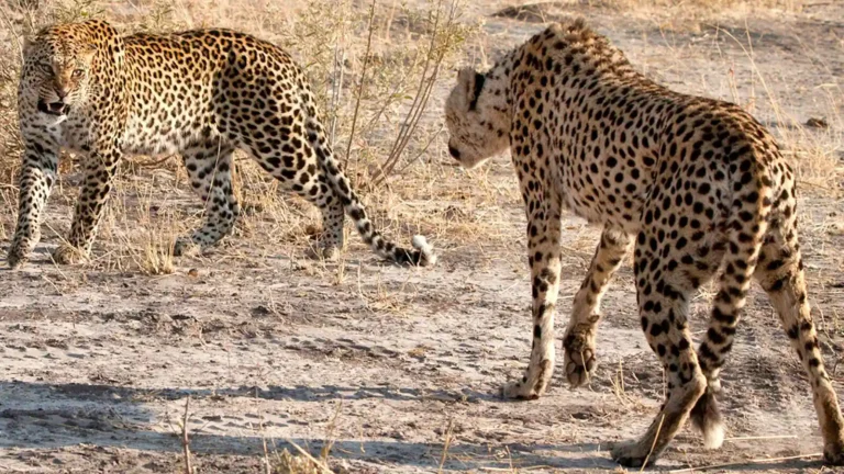 Leopards from South Africa will be brought to India after Namibia, an agreement reached between the two countries
