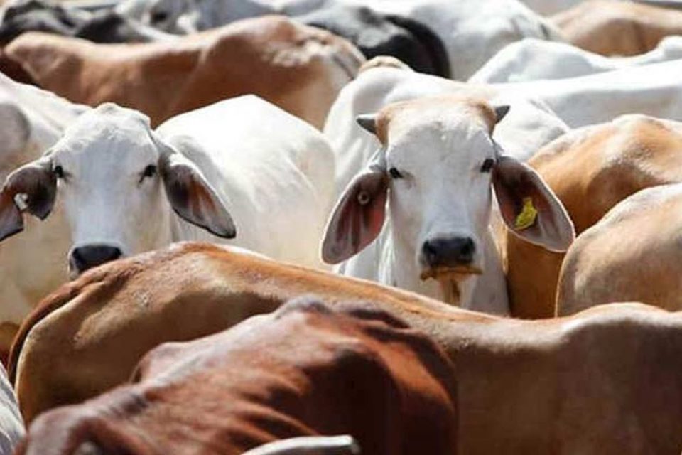 'If the cow goes extinct, the existence of the earth will be in danger' - Gujarat Court comments