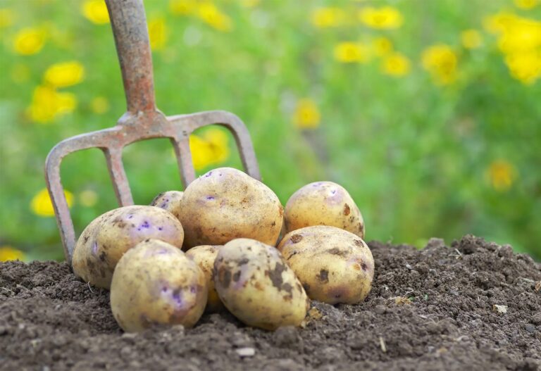 potatoes-were-grown-here-8000-years-ago-know-the-interesting-story-of-its-arrival-in-india